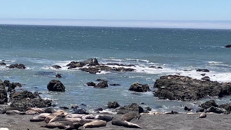 Elephant Seals and Wildlife That Share This Remote Shore