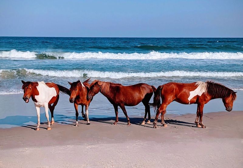 Encountering the Legendary Wild Ponies Up Close Encountering the Legendary Wild Ponies Up Close