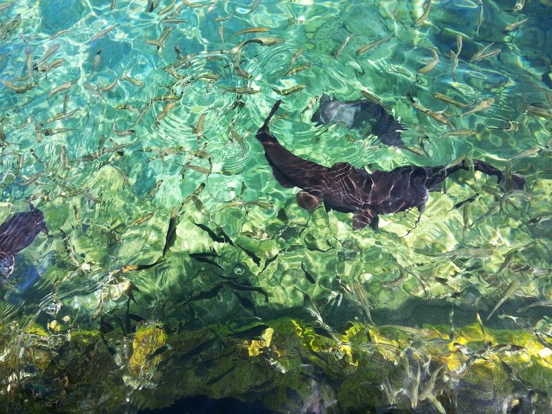 Endangered Fish and Rare Wildlife of the Springs