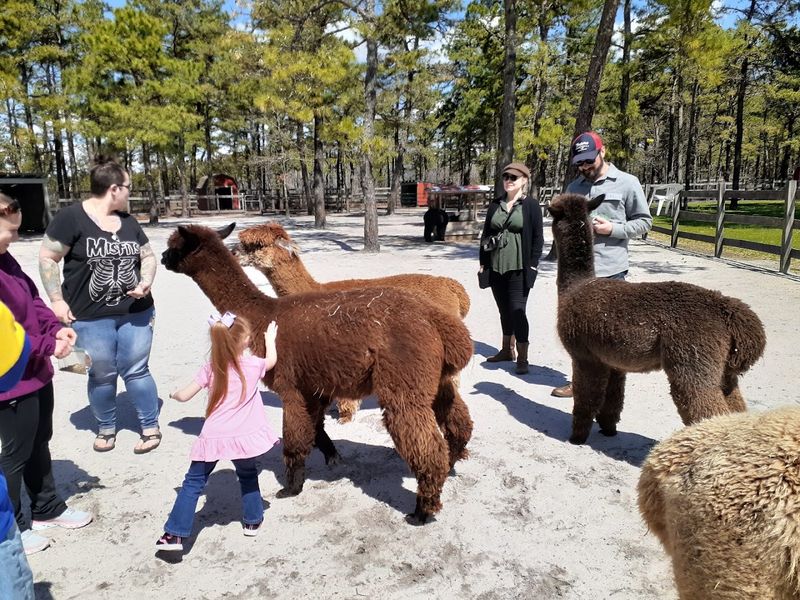 Every Alpaca Brings Its Own Personality Every Alpaca Brings Its Own Personality