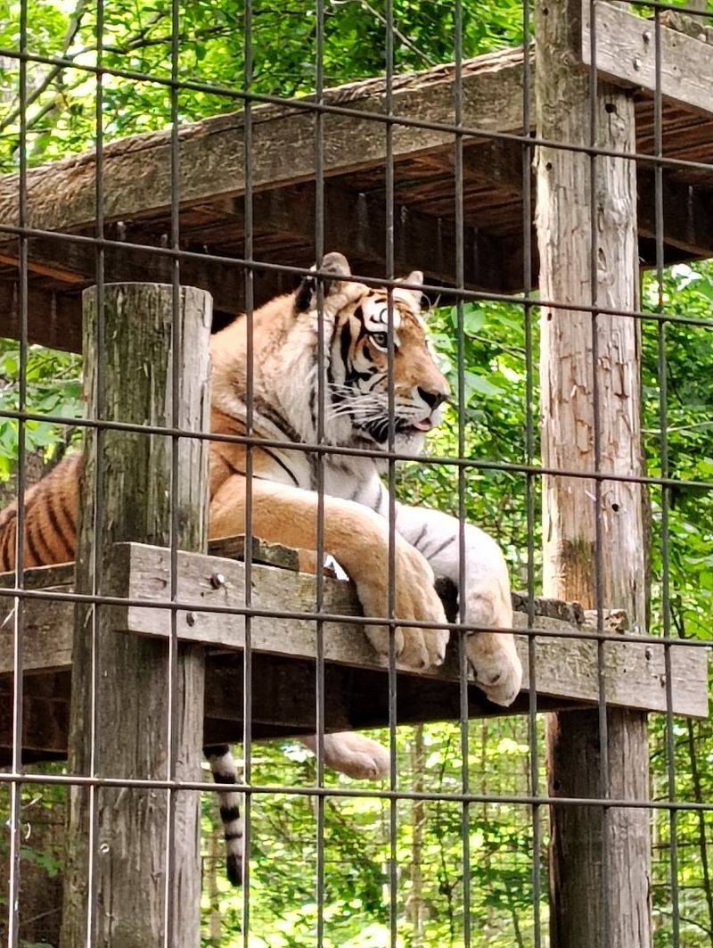 Exotic Feline Rescue Center