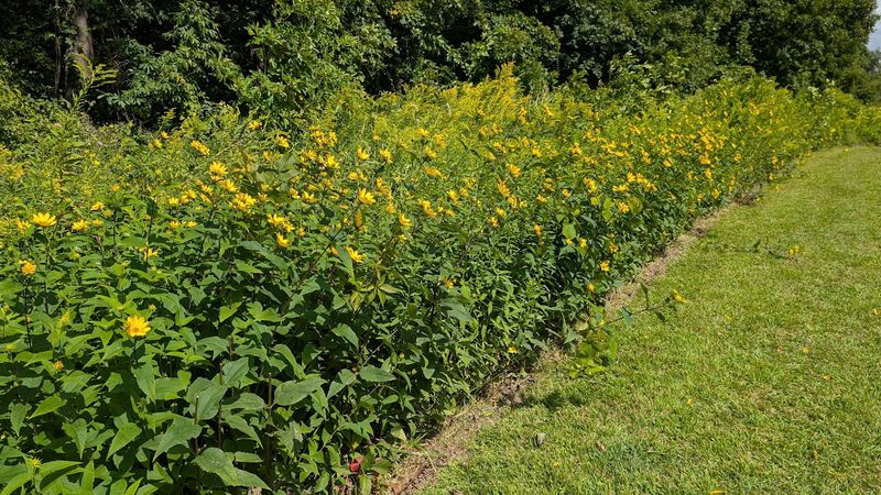 Explore Gabis Arboretum's Varied Plant Collections