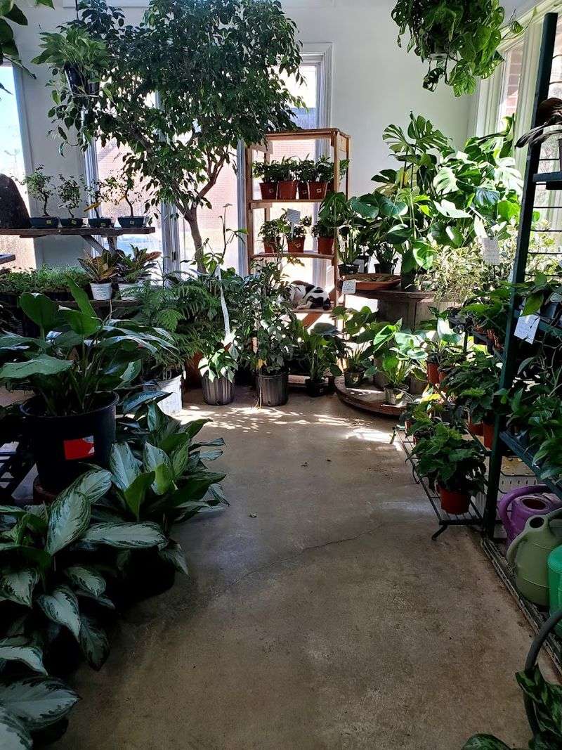 Explore Rare Houseplants Lining Every Corner