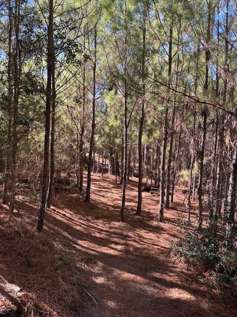 Exploring the Famous Lost Pines of Bastrop State Park Exploring the Famous Lost Pines of Bastrop State Park
