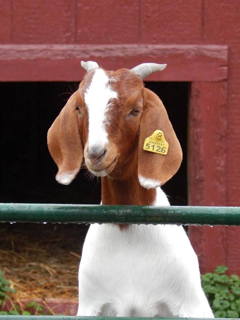 Farm Animals That Absolutely Steal the Show Farm Animals That Absolutely Steal the Show