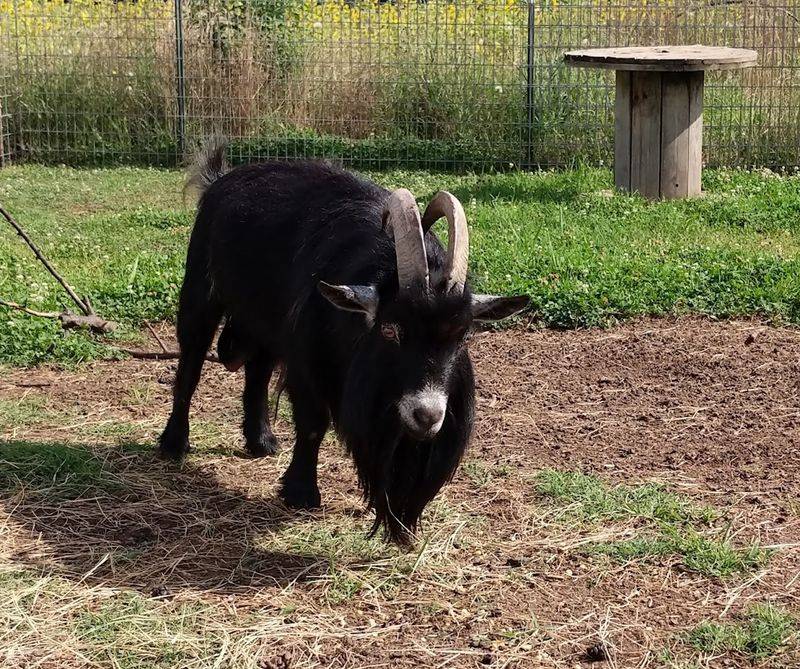 Farm Animals That Add Warmth to the Whole Experience Farm Animals That Add Warmth to the Whole Experience