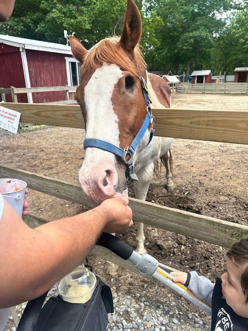 Feeding the Animals from the General Store Feeding the Animals from the General Store