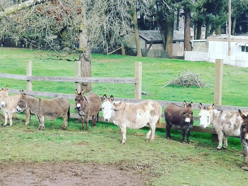 Finding Tollen Farm and Planning Your Visit