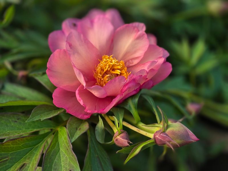Flowering Trees That Steal Your Attention