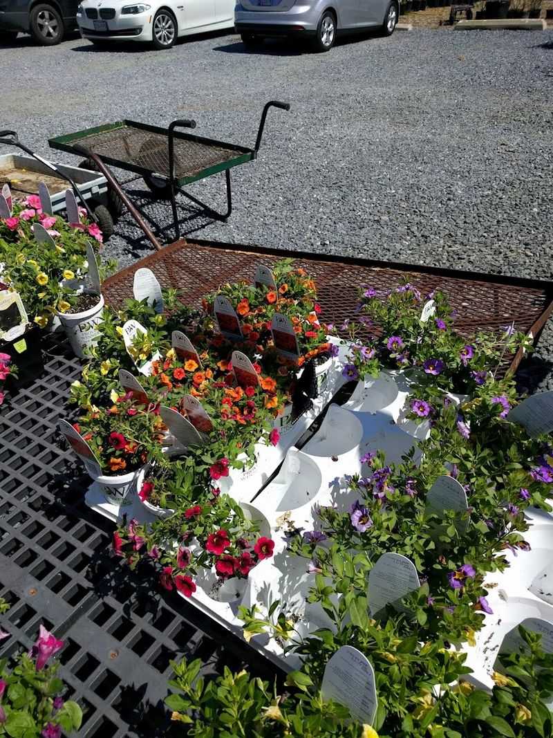 Flowers, Herbs, And Garden Plants For Summer Flowers, Herbs, And Garden Plants For Summer