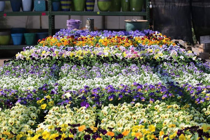 Flowers That Bring Color to Every Corner of Your Yard Flowers That Bring Color to Every Corner of Your Yard