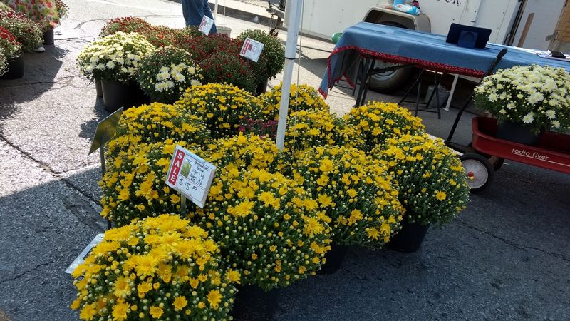 Flowers That Change The Whole Mood