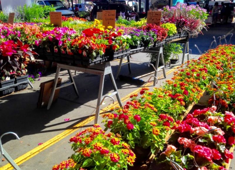 Flowers and Plants That Transform Any Space
