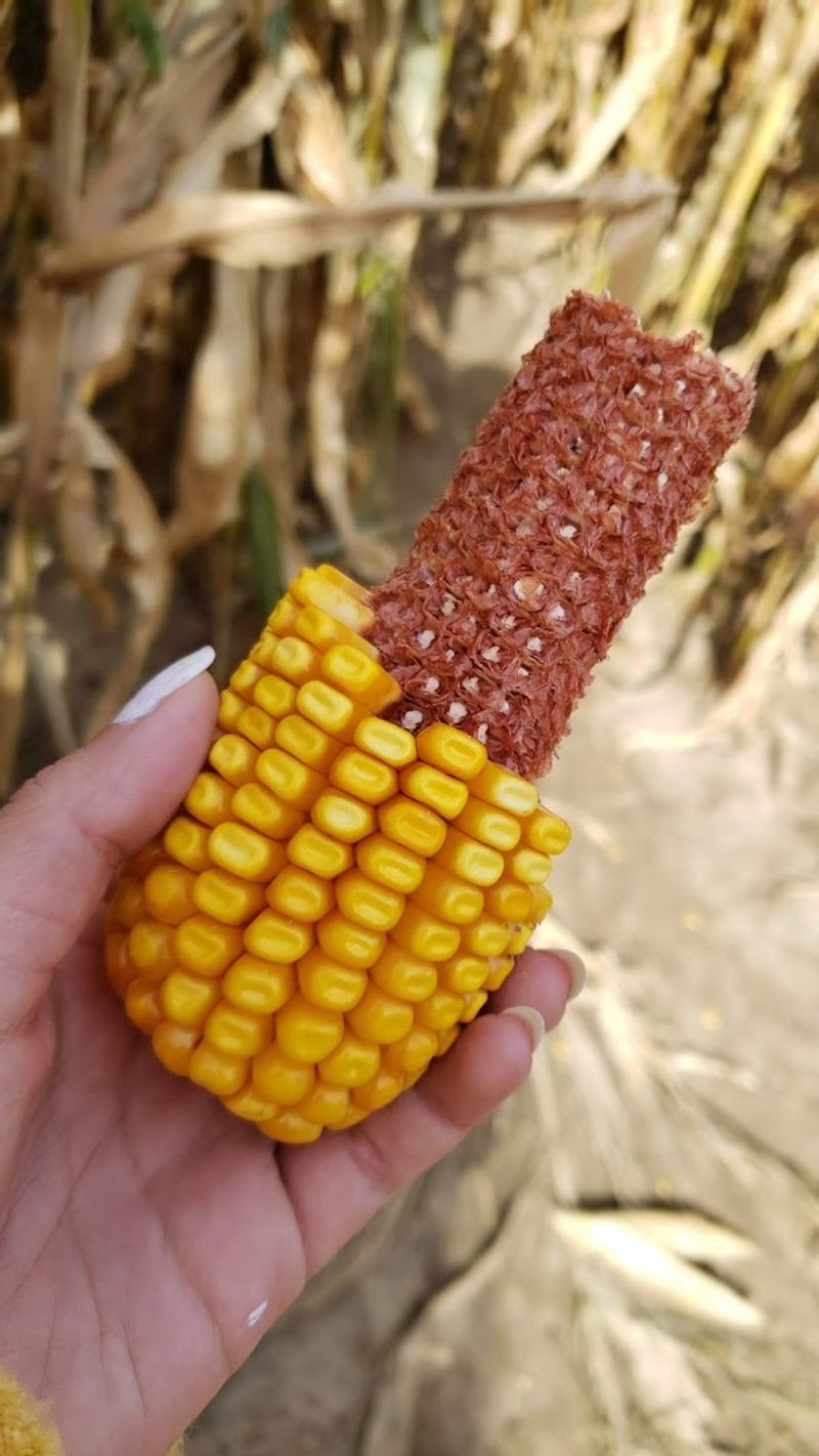 Food, Kettle Corn, and the Kind of Snacks That Make Fall Feel Real Food, Kettle Corn, and the Kind of Snacks That Make Fall Feel Real