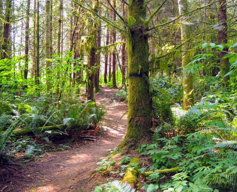 Forest Trails, Kayaking, and the Quieter Side of Port Gamble