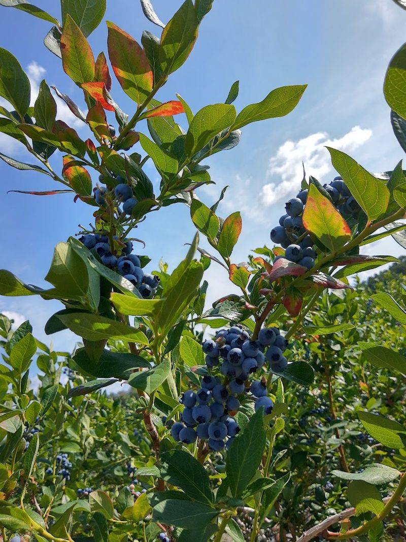 Fresh Blueberries Do Not Get Much Fresher