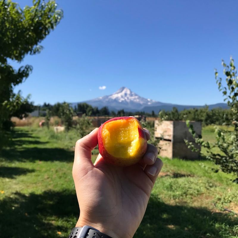 Fresh Fruit Straight From the Source Fresh Fruit Straight From the Source