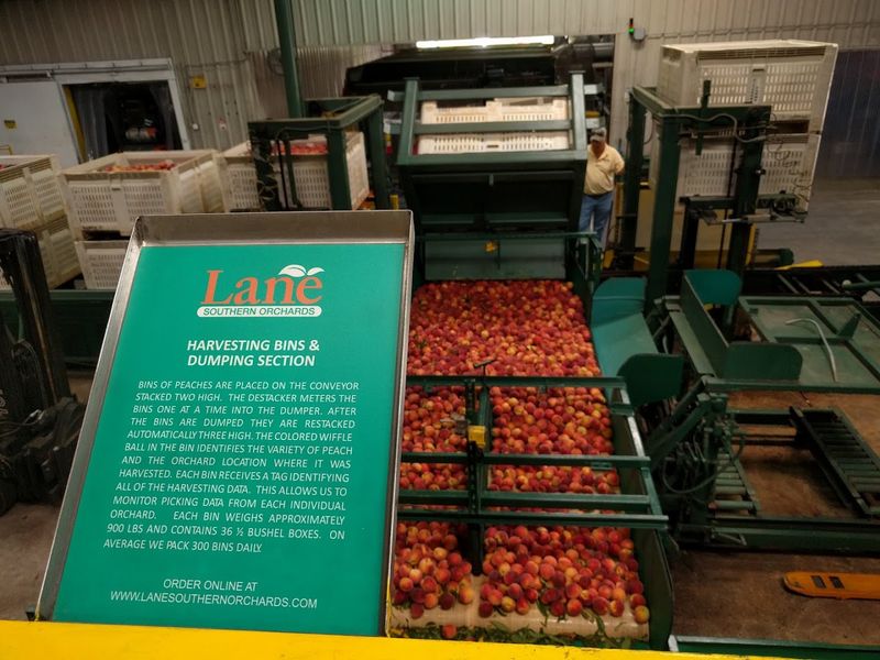 Fresh Peaches Picked and Packed With Genuine Care Fresh Peaches Picked and Packed With Genuine Care