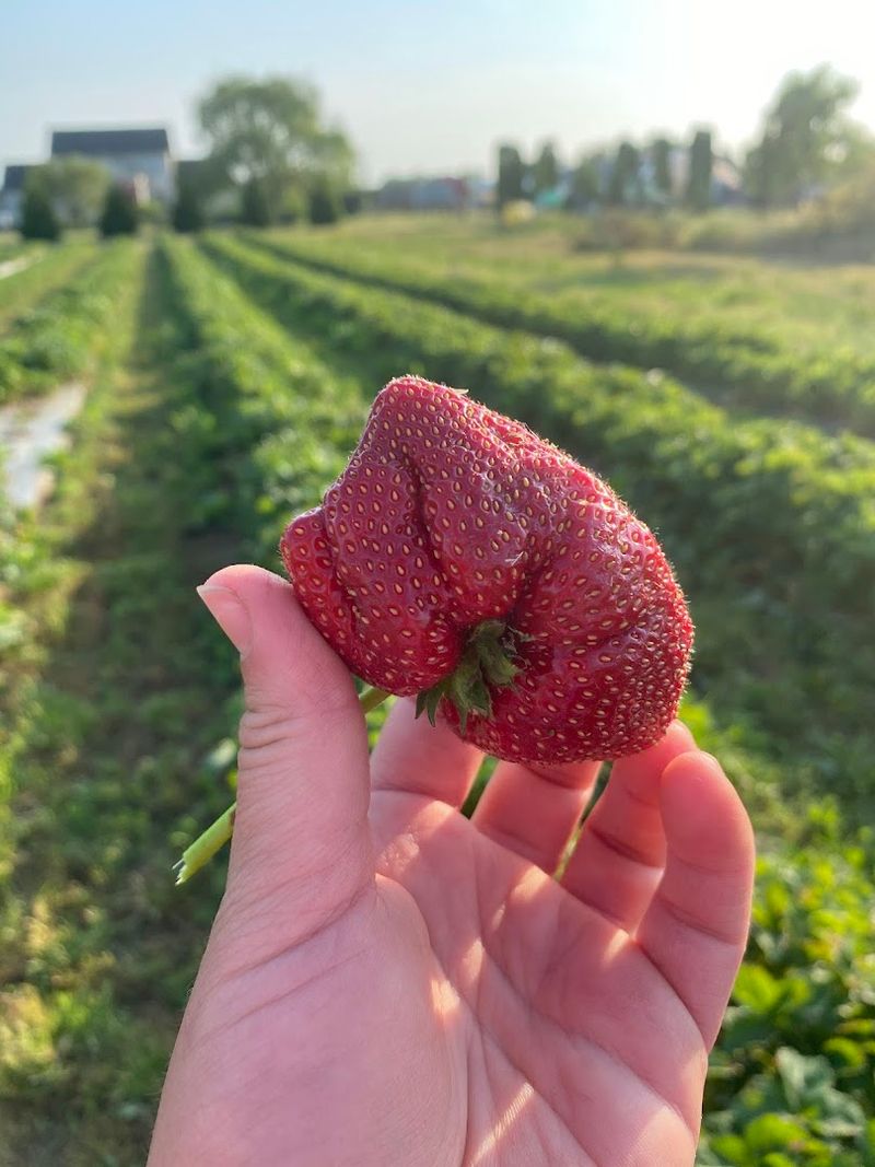 Fresh Seasonal Fruits You Can Pick Yourself