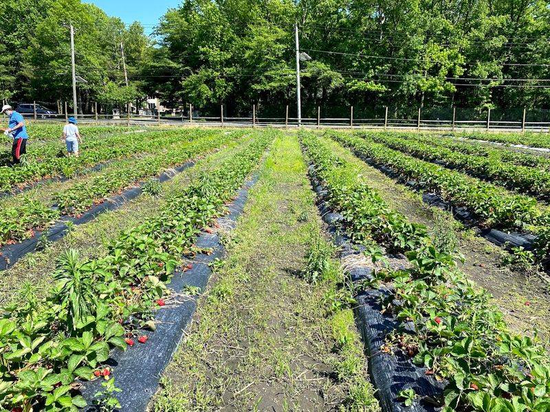 Fresh Vegetables Straight From the Field