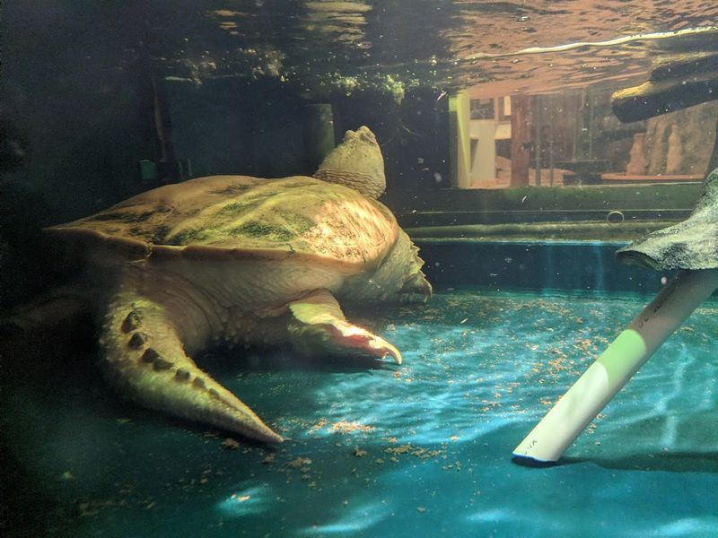 Frogs, Turtles, and the Creatures You Might Miss Frogs, Turtles, and the Creatures You Might Miss