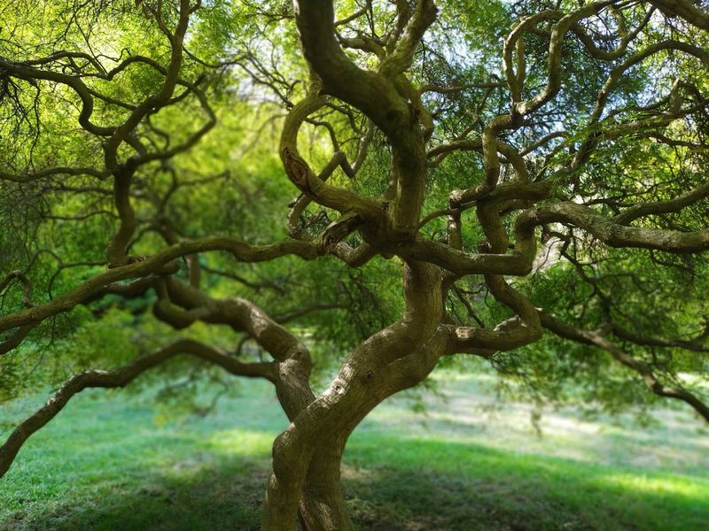 From 87 Trees To Thousands From 87 Trees To Thousands