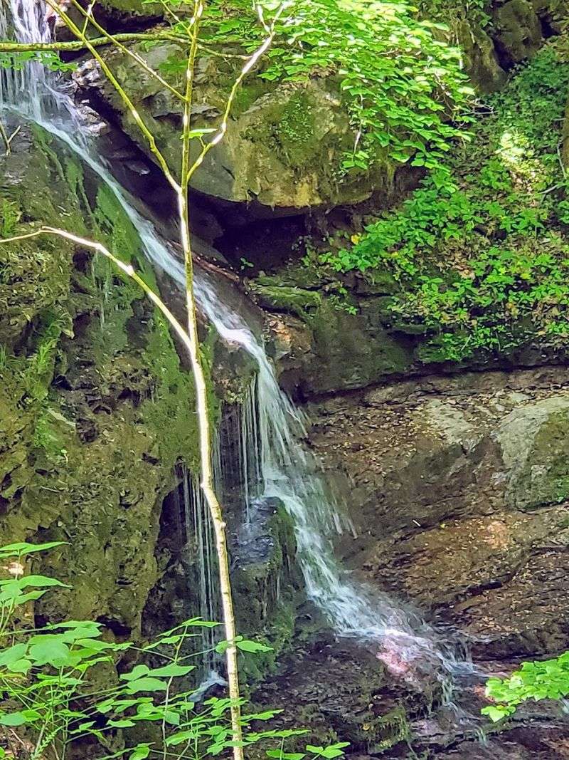 From Ferns to Falls, This Path Has It All