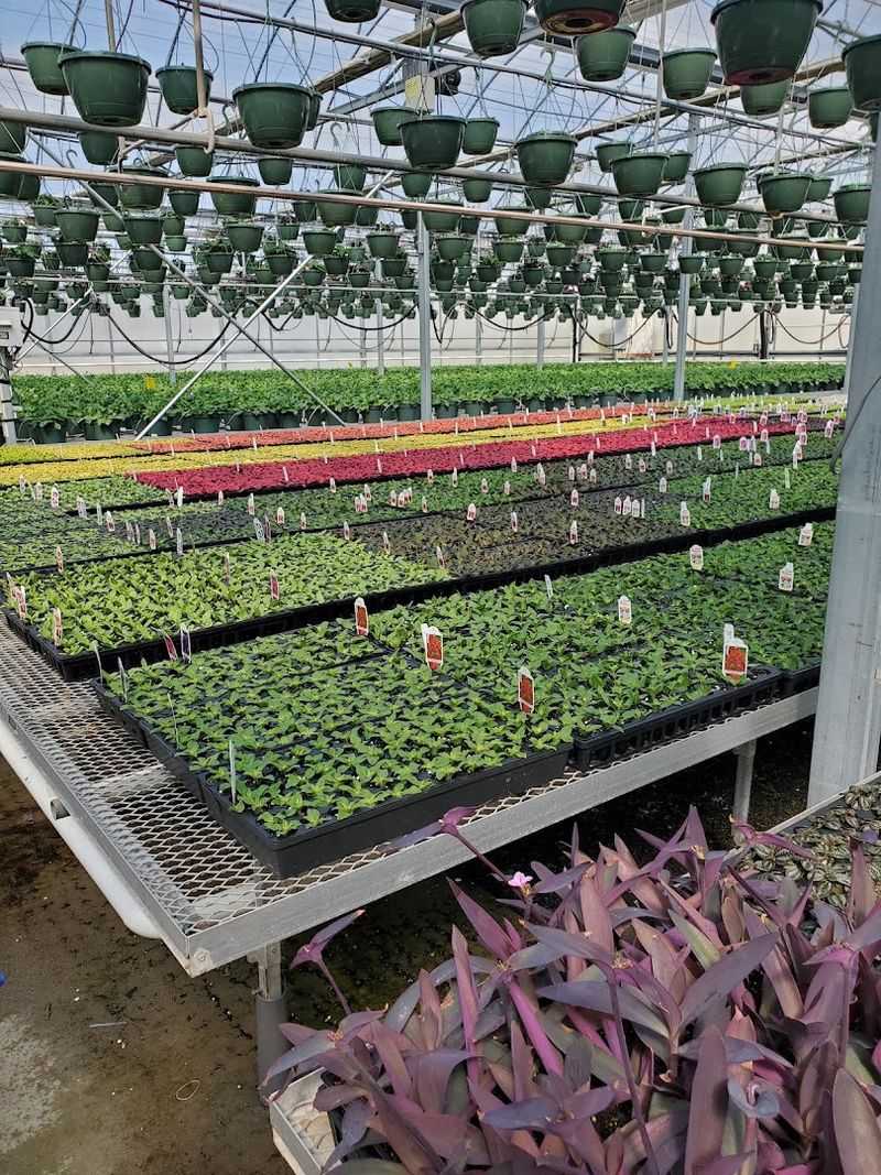 From Peddling Produce to a Six-Acre Greenhouse Empire From Peddling Produce to a Six-Acre Greenhouse Empire