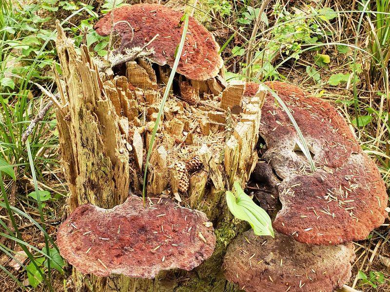 Fungi, Moss, and the Forest Floor Details