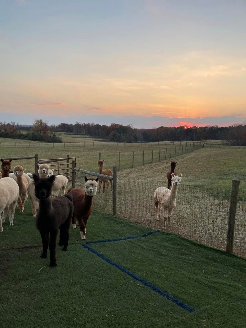 Funky Fleece Farm Funky Fleece Farm