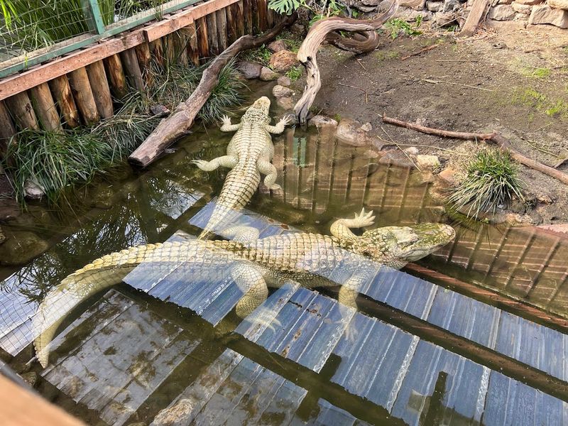 Geothermal Waters: The Secret Keeping Gators Alive in Colorado Geothermal Waters: The Secret Keeping Gators Alive in Colorado