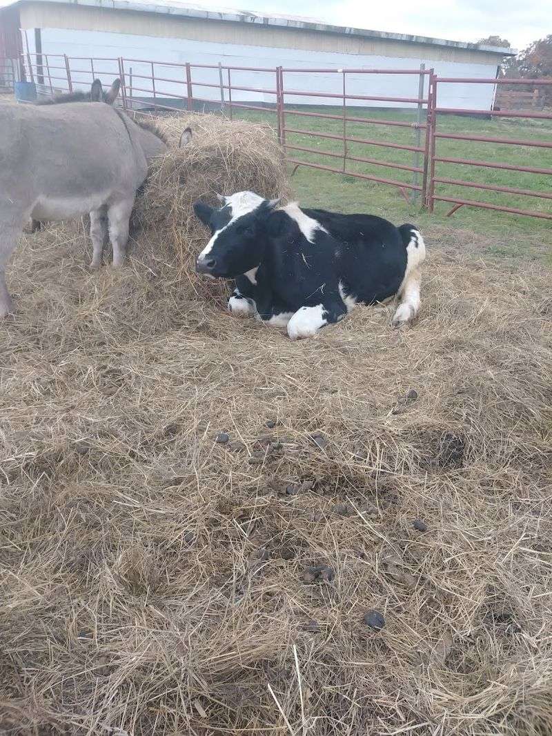 Get Ready To Meet The Cow That Defies Expectations Get Ready To Meet The Cow That Defies Expectations