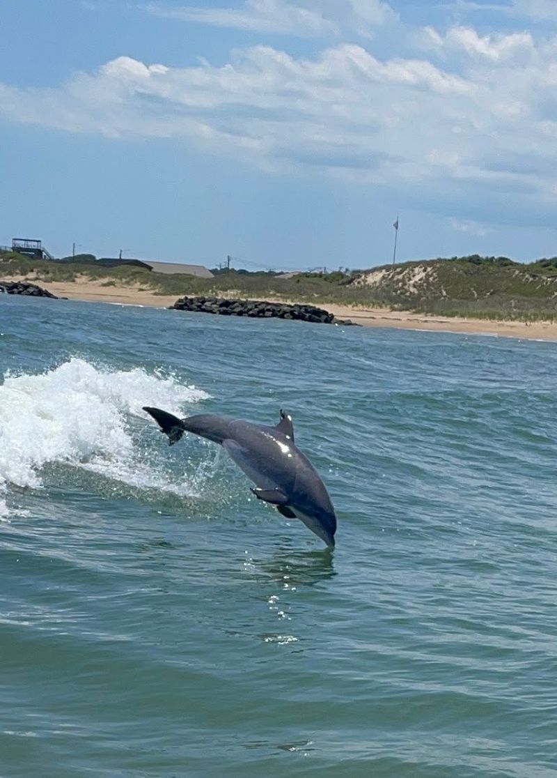 Get Ready for Guaranteed Dolphin Greetings Get Ready for Guaranteed Dolphin Greetings