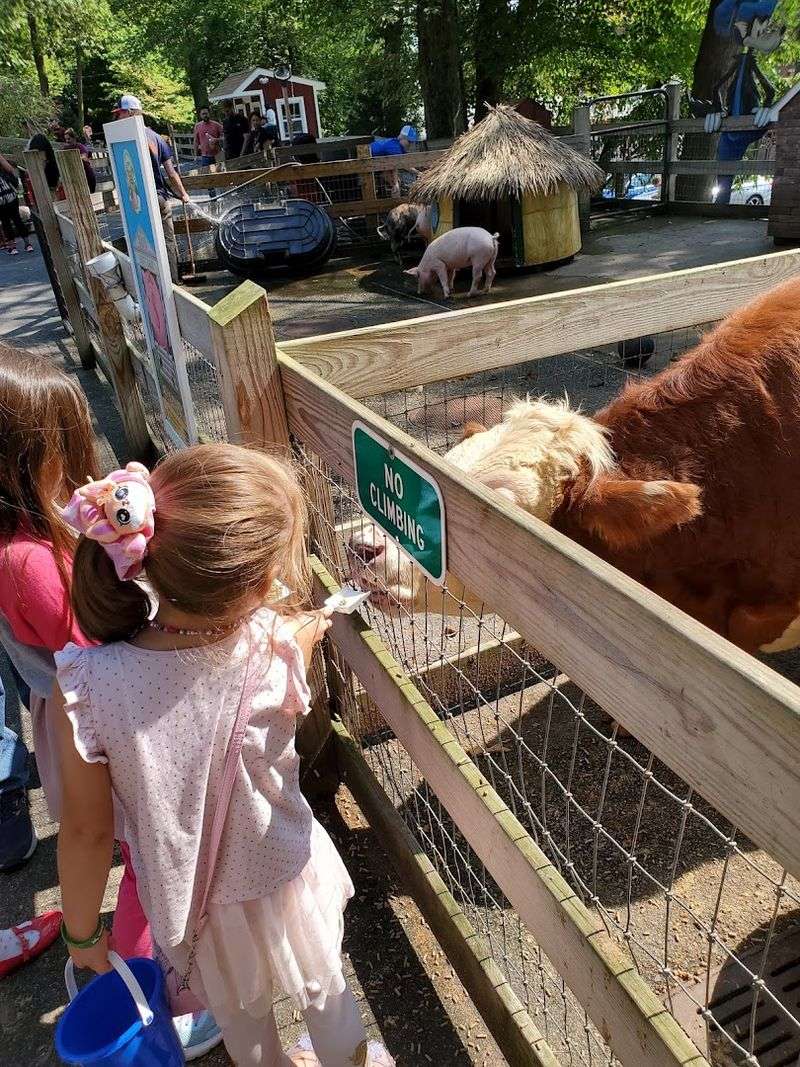 Goats, Alpacas, Donkeys, And Ponies