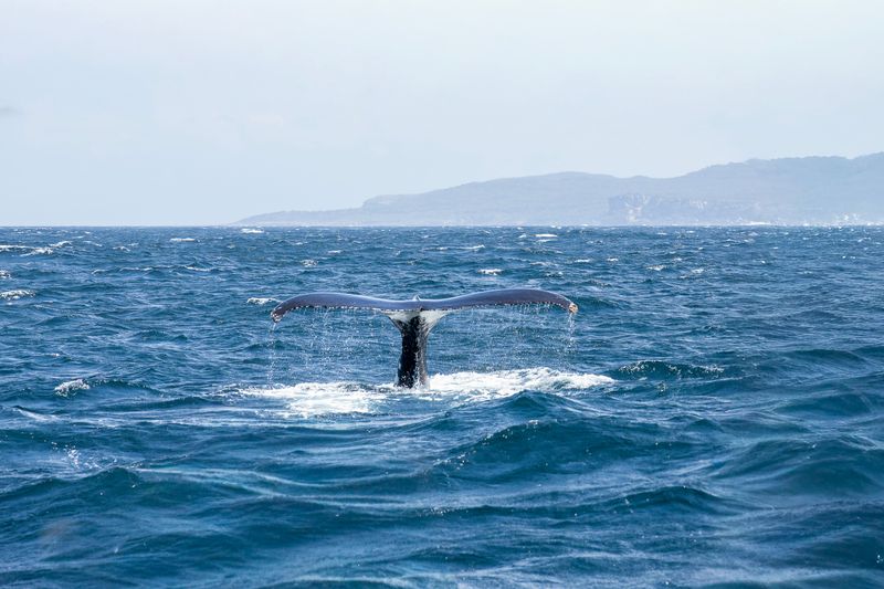 Gray Whale Migration and Year-Round Sightings Gray Whale Migration and Year-Round Sightings