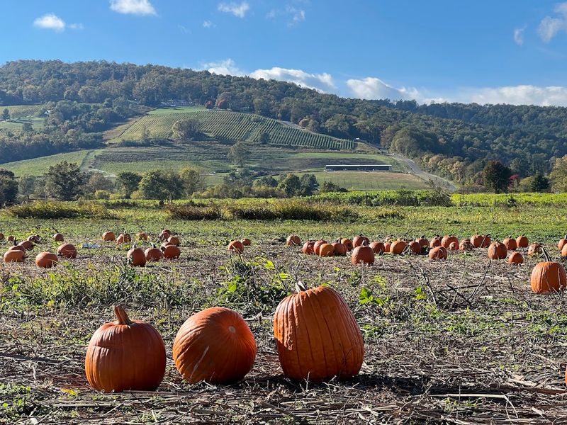 Great Country Farms, Bluemont
