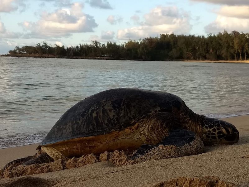 Green Sea Turtles and the Wildlife That Calls This Place Home Green Sea Turtles and the Wildlife That Calls This Place Home