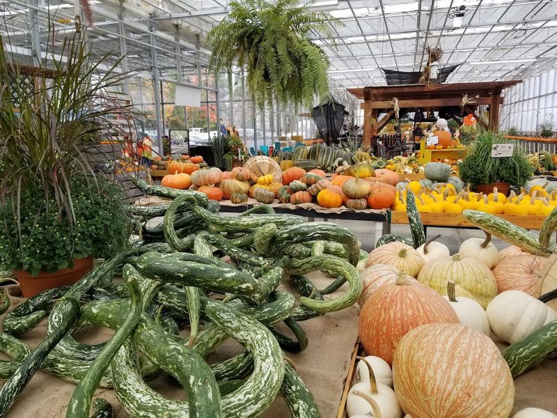 Grow Your Own Food With Non-GMO Edible Plants