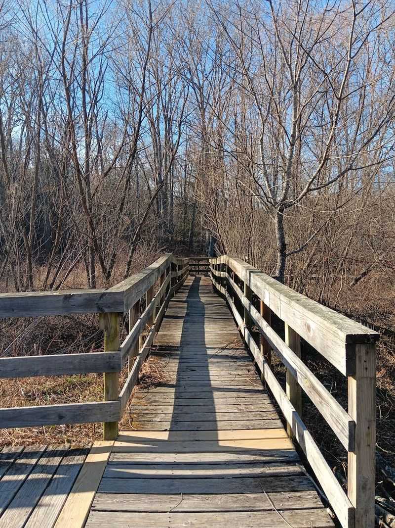 Half-Mile Boardwalk Through A Beaver-Maintained Wetland Half-Mile Boardwalk Through A Beaver-Maintained Wetland