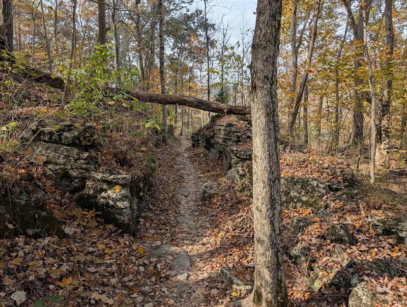 Harrison-Crawford State Forest