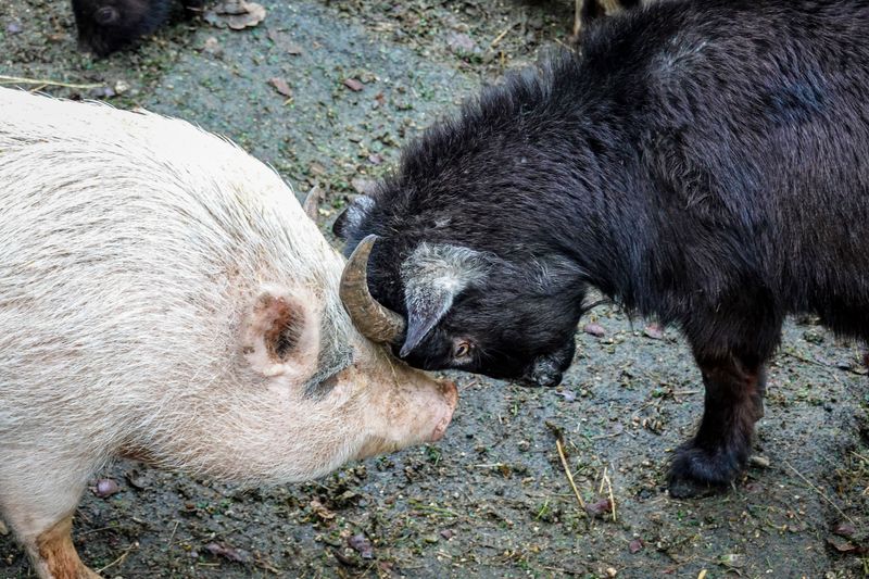 Have You Ever Fed a Rescued Farm Animal Up Close Have You Ever Fed a Rescued Farm Animal Up Close