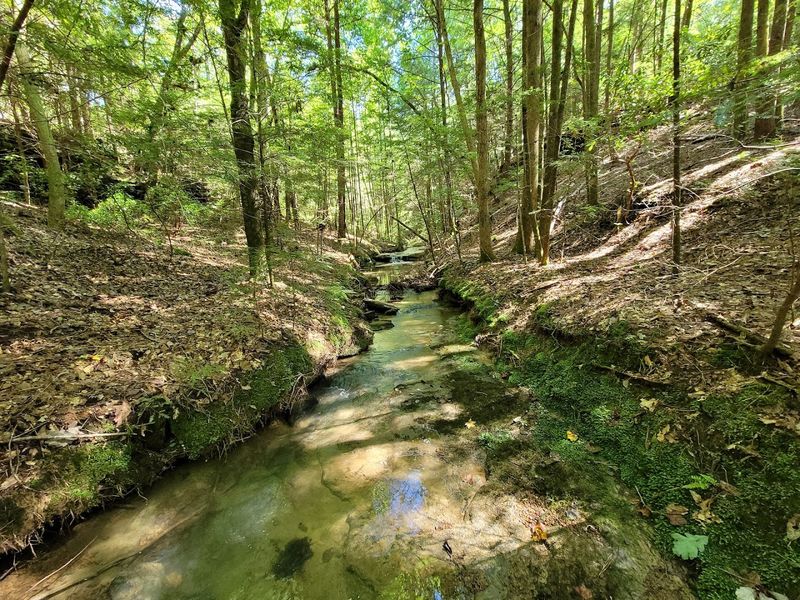 Hike the One-Mile Nature Trail Through Ancient Forest Hike the One-Mile Nature Trail Through Ancient Forest
