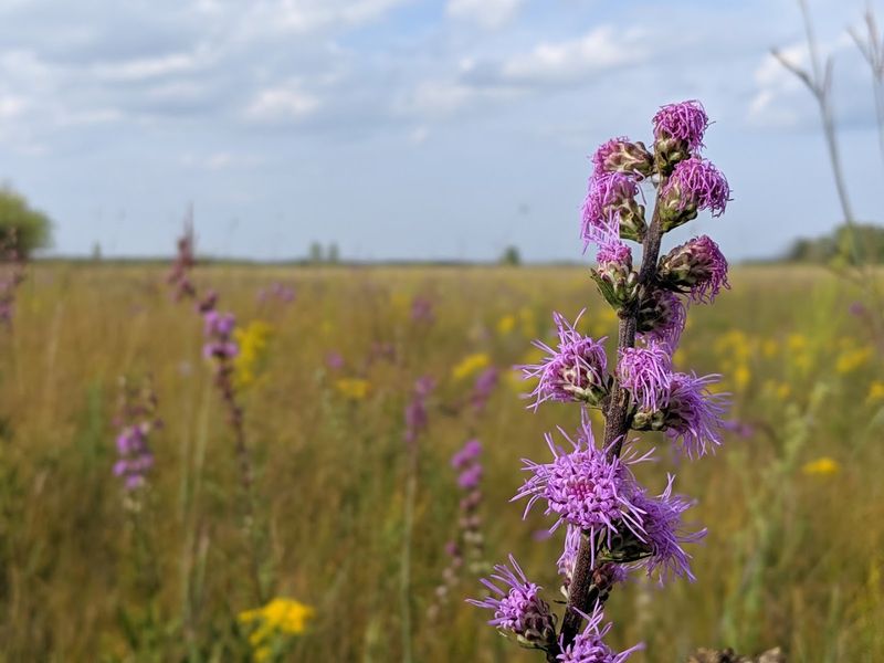 Hiking the Trails, Wildflowers, Prairie, and a Few Hundred Ticks