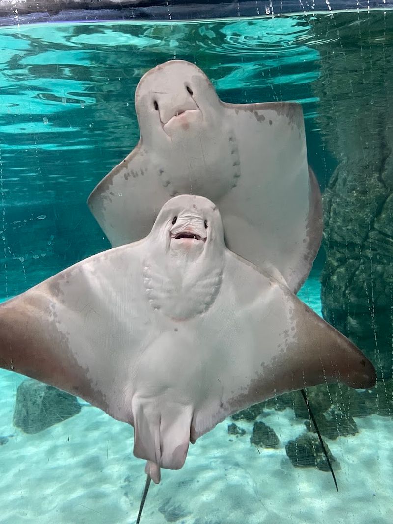 Hill City Aquazoo (Lynchburg)