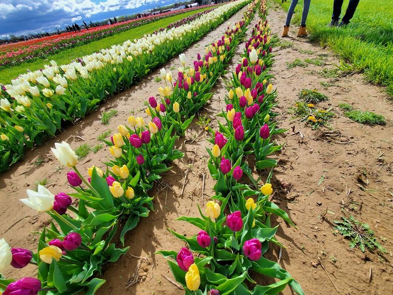 Holland Ridge Farms Holland Ridge Farms