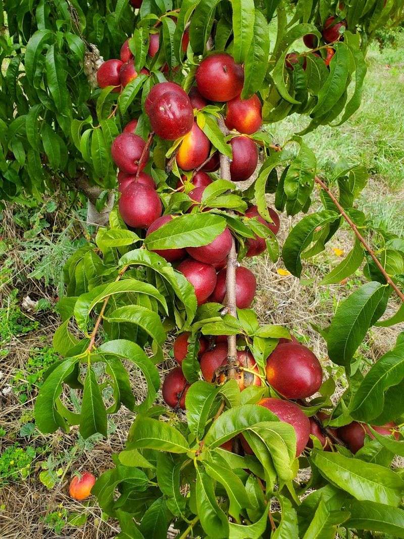 Hollin Farms (Delaplane) Hollin Farms (Delaplane)