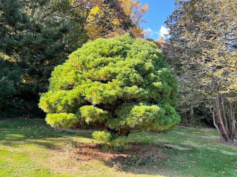 Holmdel's Arboretum Grows Into A Forest Of Diversity Holmdel's Arboretum Grows Into A Forest Of Diversity