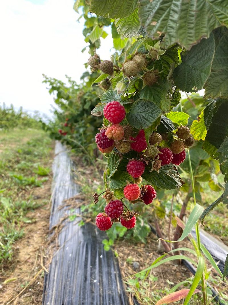Homemade Ice Cream Crafted From Farm-Grown Fruits