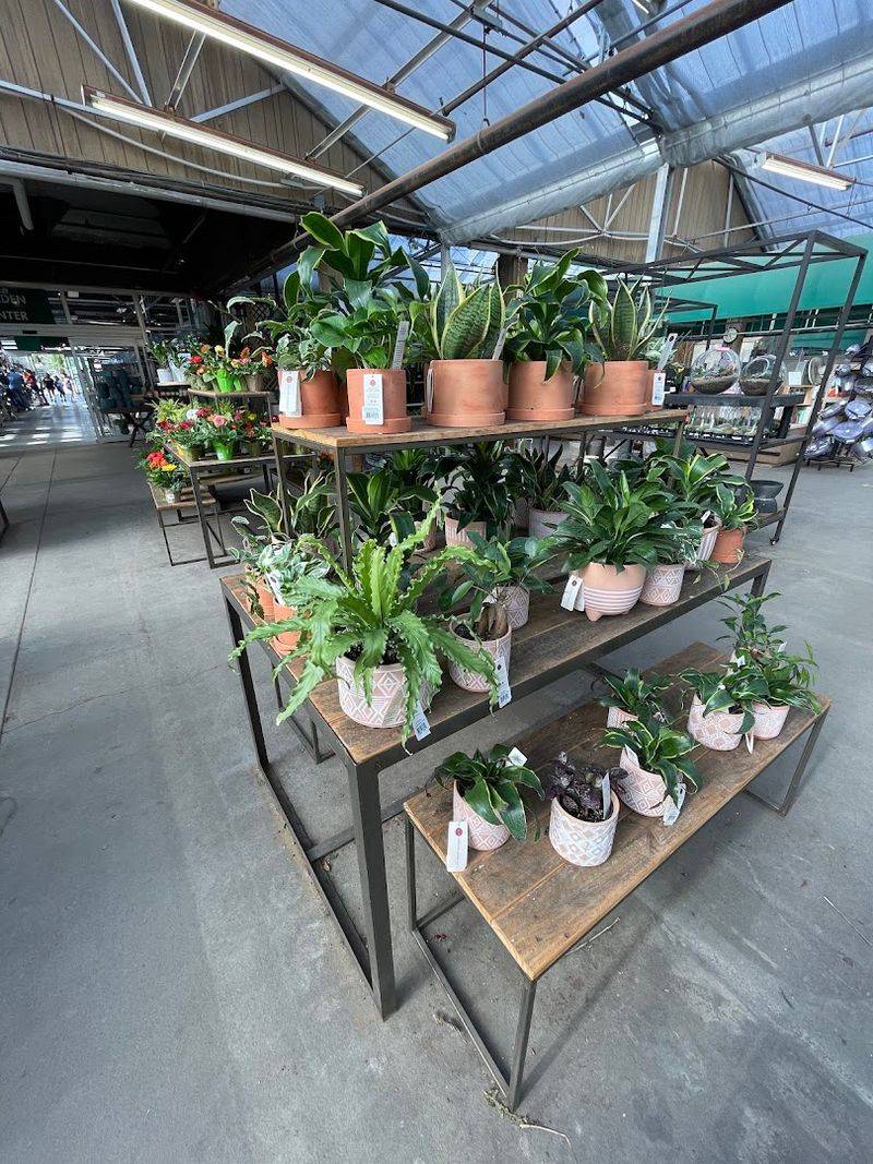 Houseplants That Actually Thrive After You Bring Them Home