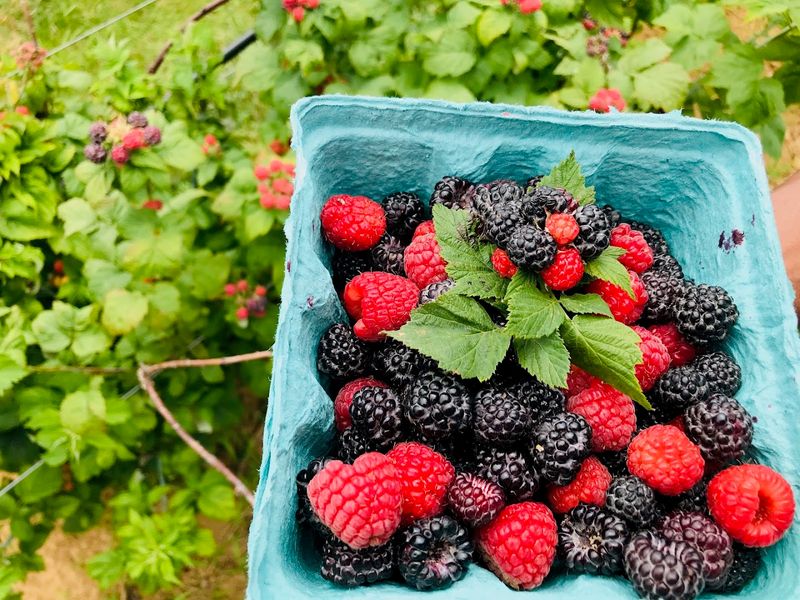 How To Score A Free Pass To The PYO Fields